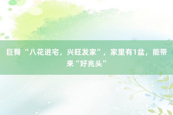 巨臀 “八花进宅，兴旺发家”，家里有1盆，能带来“好兆头”